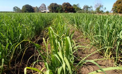 Sugarcane crop with trees and house in background under blue sky.